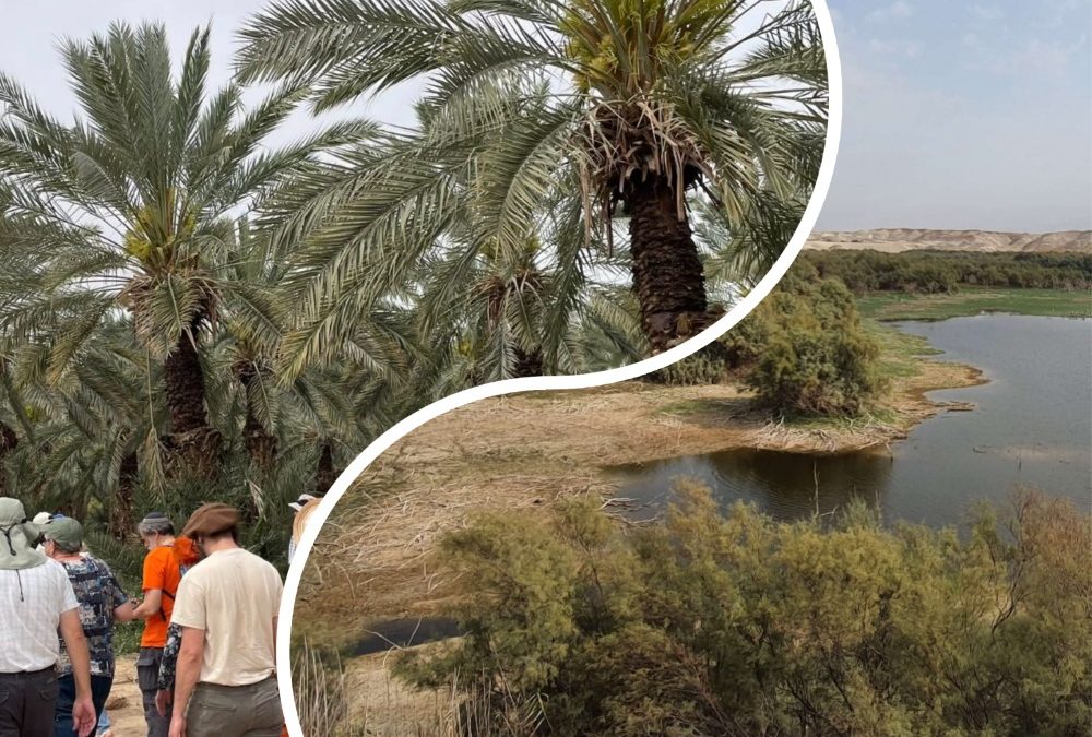 22 февраля. Иорданская долина — новые фермы, старые плантации и удивительная природа