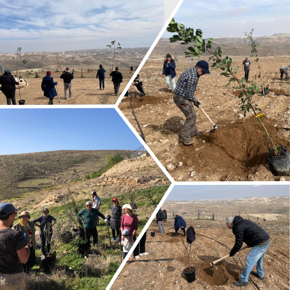 tubishvat26 деревья