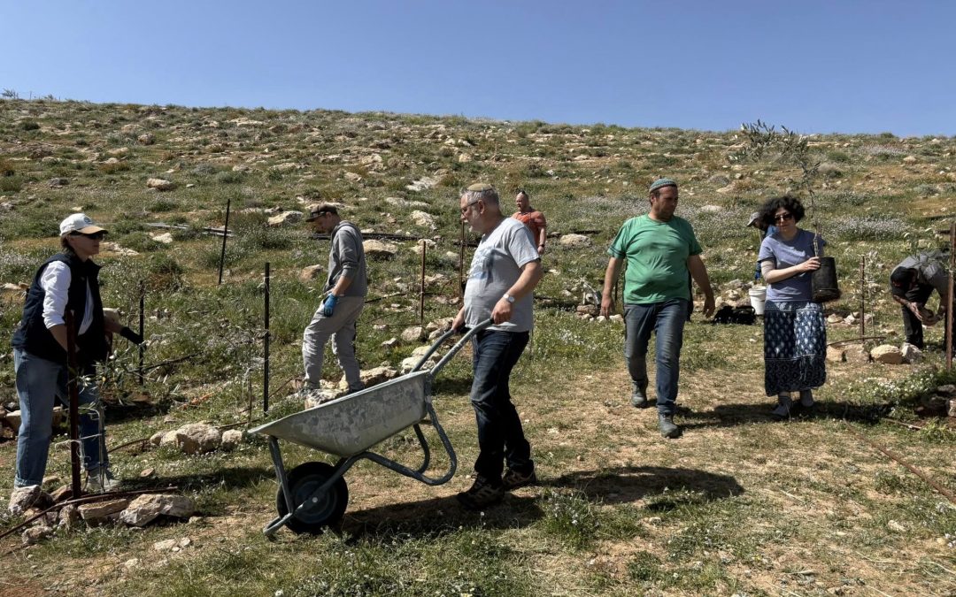 Посадки деревьев на еврейской ферме, март 2026